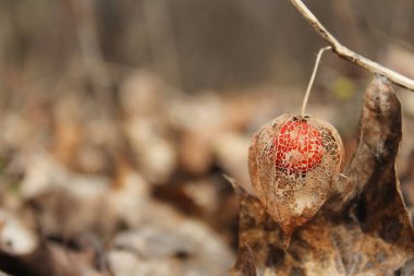 Physalis uzun ömürlü bir bitkidir.     