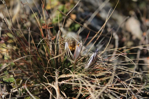 Siesta Lebah Pada Crocus Liar Untuk Bau Musim Semi Dan — Stok Foto