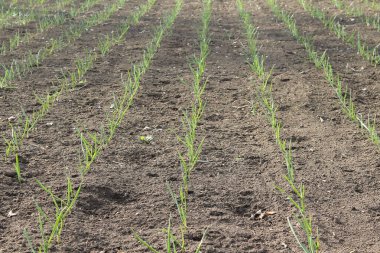 Baharın başlarında verimli yeşil soğan tarlası