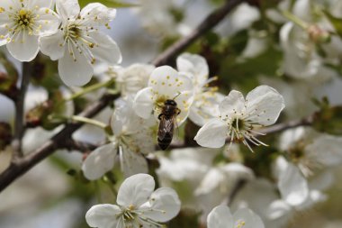 Çalışkan arı ve kiraz çiçekleri arasındaki simbiyotik işbirliği