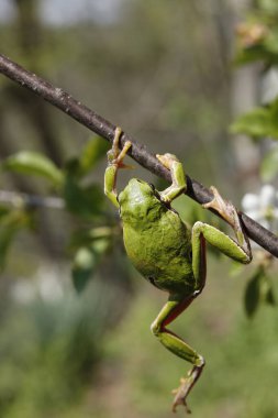 Ağaç kurbağası kiraz ağacı dallarına ve yapraklarına tırmanıyor.        