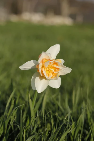 緑の背景に春の公園に咲く美しい黄色のダフォディルの花 — ストック写真