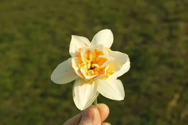 Hermosa Flor Narciso Amarillo Floreciendo Parque Primavera Sobre Fondo Verde — Foto de Stock