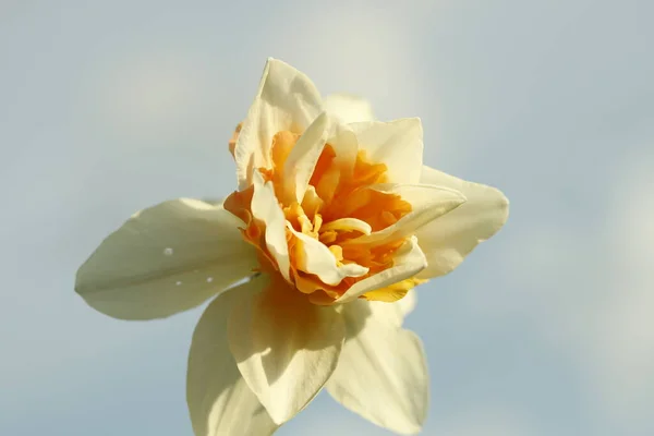 Gyönyörű Sárga Nárcisz Virág Virágzik Tavaszi Parkban Égszínkék Háttér — Stock Fotó