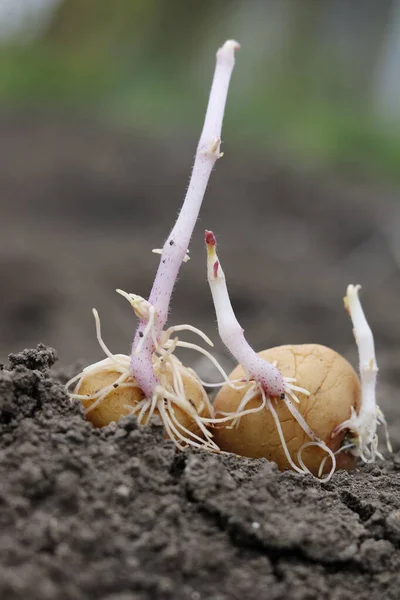 Filizlenmiş patates toprağa gömülmeye hazır.