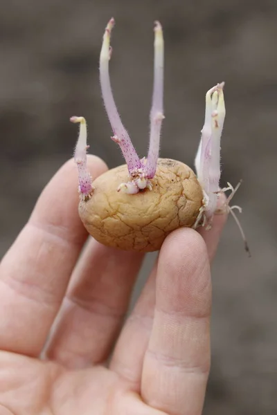 Patates filizini yere koymaya hazır bir elin yakın çekimi.