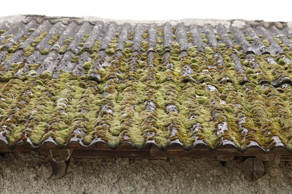 stock image colony of lichen grown on an old slate roof