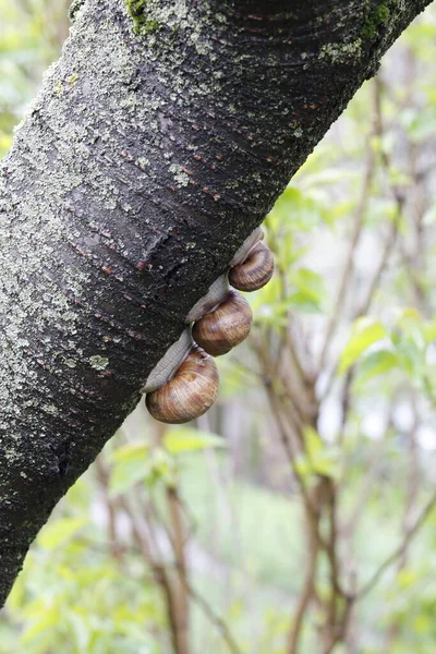 Uma Família Caracóis Tronco Árvore Que Abriga Chuva — Fotografia de Stock