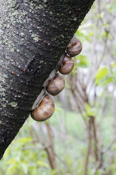 stock image a family of snails on a tree trunk taking shelter from the rain     