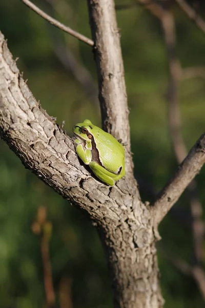 Strom Žába Lezení Větvích Listy Třešně — Stock fotografie