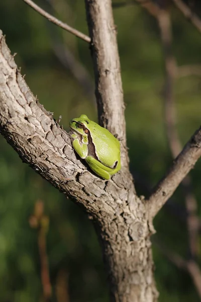 벚나무 가지와 기어오르는 개구리 — 스톡 사진