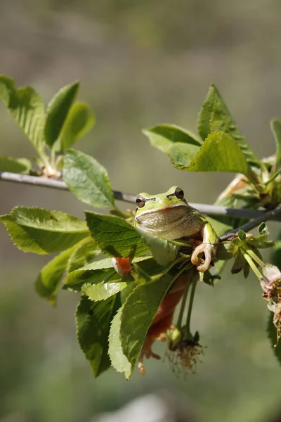 Żaba Drzewna Wspinająca Się Gałęzie Liście Wiśni — Zdjęcie stockowe