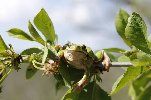 Żaba Drzewna Wspinająca Się Gałęzie Liście Wiśni — Zdjęcie stockowe