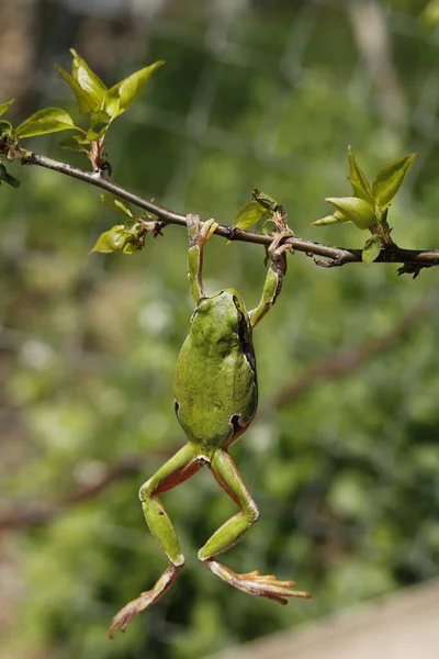 Ağaç Kurbağası Kiraz Ağacı Dallarına Yapraklarına Tırmanıyor — Stok fotoğraf