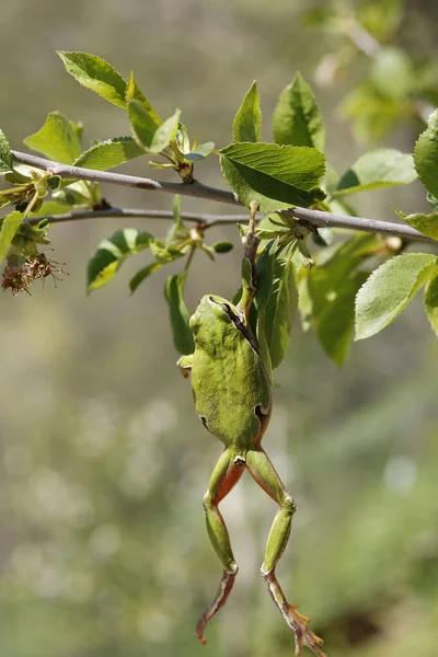 Ağaç Kurbağası Kiraz Ağacı Dallarına Yapraklarına Tırmanıyor — Stok fotoğraf