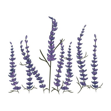 Lavender vector illustration. Flowers on white background. Plants, leaves, tea, green, soothing, fragrant, inflorescences. Floral ornament. Plant concept
