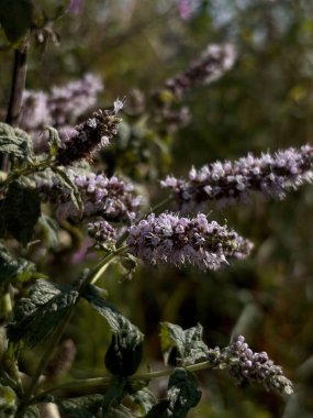 Purple wild mint flowers in focus with soft background greenery, growing naturally in a wild field. clipart