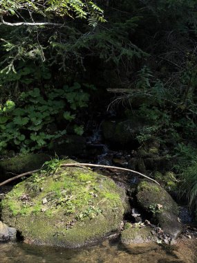 Yeşillik ve yosun kaplı kayalar gölgeli ağaçların altına kurulmuş küçük bir orman baharı, huzurlu bir manzara oluşturuyor..