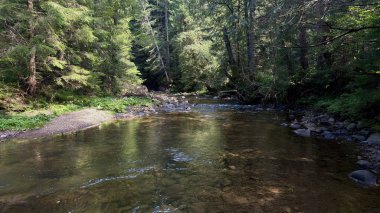 Huzurlu bir orman deresi, huzurlu ve sessiz bir ormanlık alandaki yüksek ağaçlarla çevrili pürüzsüz taşların üzerinden yavaşça akıyor..