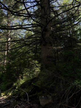 Geniş dalları olan büyük bir çam ağacı bir orman deresinin üzerinde yükselerek serin ve gölgeli bir doğal geri çekilme yaratır..