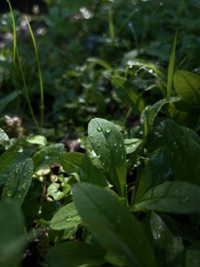 Sabah çiğ damlacıklarıyla kaplanmış taze yeşil yapraklar, huzurlu ve doğal bir ortamda yumuşak güneş ışığı altında parıldıyor..