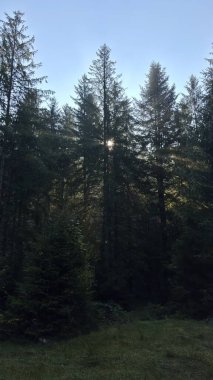 Yoğun bir ormandaki uzun çam ağaçlarının arasından süzülen güneş ışığı yumuşak ışınlar yaratır ve çimenli orman zeminine gölge düşürür..