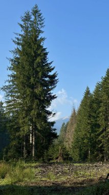 Berrak mavi gökyüzünün altındaki görkemli yüksek çam ağaçları, arka planda görünen bir dağ zirvesi, sakin bir ormanda,.