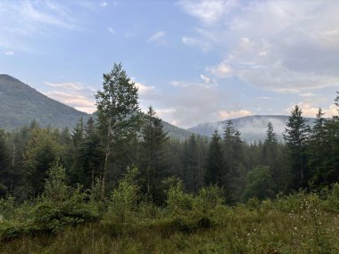Sabahın erken saatlerinde, ormanlık bir dağ manzarasında, yumuşak bulutlar ve huzur dolu vahşi doğada sakin bir atmosfer ile yükselen sis..
