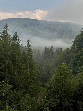 Arka planda uzak dağlar olan sislerle kaplı bir çam ormanı sislerin arasından süzülen yumuşak ışıkla sakin bir atmosfer yaratıyor..