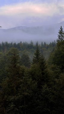 Arka planda uzak dağlar olan sislerle kaplı bir çam ormanı sislerin arasından süzülen yumuşak ışıkla sakin bir atmosfer yaratıyor..