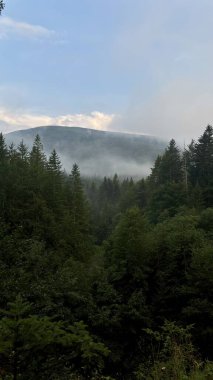 Arka planda uzak dağlar olan sislerle kaplı bir çam ormanı sislerin arasından süzülen yumuşak ışıkla sakin bir atmosfer yaratıyor..