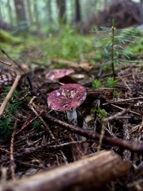Rutubetli, yosunlu bir ormandaki küçük bir çam ağacının altına yerleştirilmiş mantarlar ormanlık alanın huzurlu ve doğal güzelliğini artırıyor..