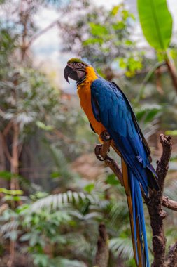 Macaw on a branch among vegetation
