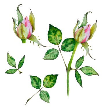 Güller. Parlak pembe güllerin suluboya çizimi. Botanik illüstrasyon çiçekleri. Beyaz arka planda görüntü. Kartlar, davetiyeler, afişler, notlar, posterler, takvimler için uygun. Tasarımınız için kullanılabilir.