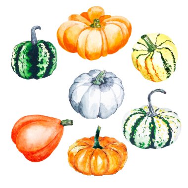 Balkabağı. Parlak balkabaklarının suluboya çizimi. Sebzelerle illüstrasyon. Beyaz arkaplandaki izole görüntü. Kartlar, davetiyeler, afişler, notlar, posterler, takvimler için uygun. Tasarımınız için kullanılabilir.