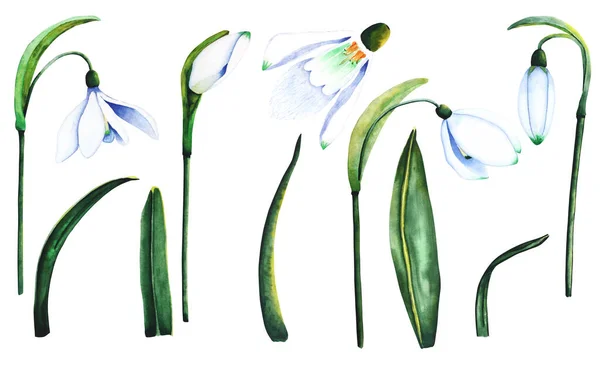 Σταγόνες Νερομπογιάς Βοτανική Απεικόνιση Των Λουλουδιών Υδατογραφία Απεικόνιση Των Φυτών — Φωτογραφία Αρχείου
