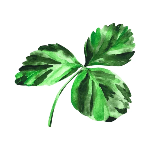 stock image Strawberry watercolor leaf. Botanical illustration of a green strawberry leaf. For your design.