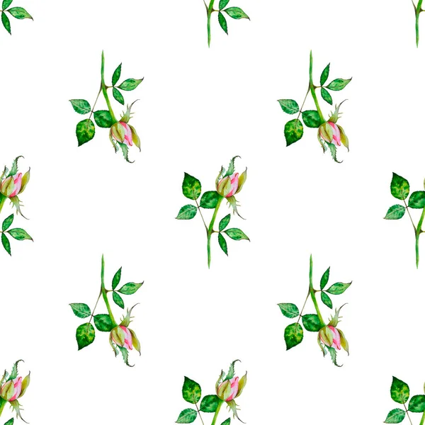 Буш Розы Цветущий Бутон Листьями Бесшовный Рисунок Акварели Использоваться Текстильного — стоковое фото