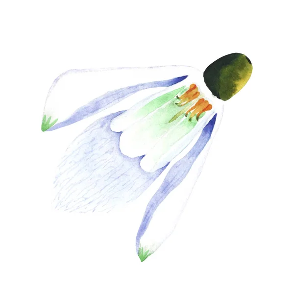 Χιονόμπαλα Βοτανική Απεικόνιση Του Λουλουδιού Υδατογραφία Απεικόνιση Του Φυτού Λευκό — Φωτογραφία Αρχείου