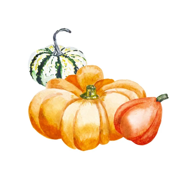 stock image Composition of pumpkins. Watercolor illustration of bright pumpkins. Illustration with vegetables.