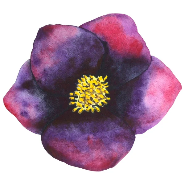 Χελεμπερό Μαύρο Υδατογραφία Βοτανικό Λουλούδι Μαύρο Και Μωβ Χειροποίητο Έργο — Φωτογραφία Αρχείου