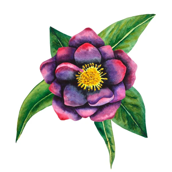 Χελεμπερό Μαύρο Υδατογραφία Βοτανικό Λουλούδι Μαύρο Και Μωβ Χρώμα Φύλλα — Φωτογραφία Αρχείου