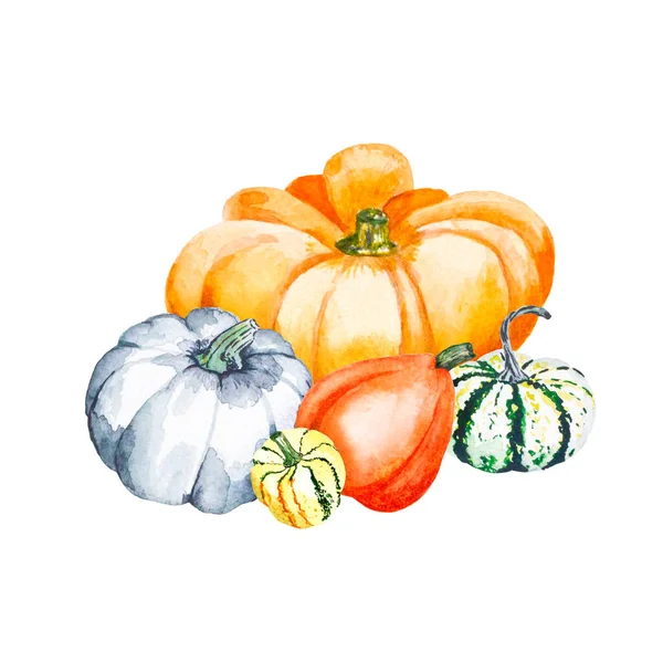 Složení Dýní Akvarel Ilustrace Jasných Dýní Ilustrace Zeleninou — Stock fotografie