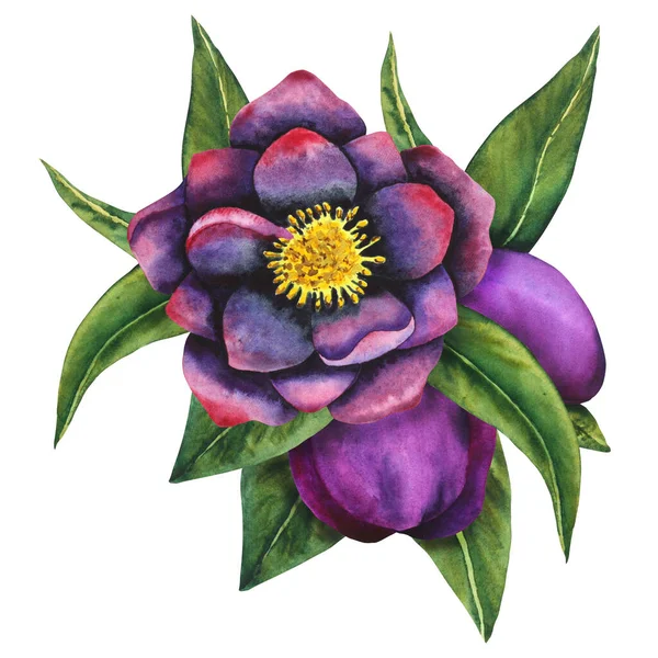 Hellebore black. Watercolor botanical flower and bud of black and purple flowers with leaves. Hand drawing for cards, invitations, textiles and paper products.