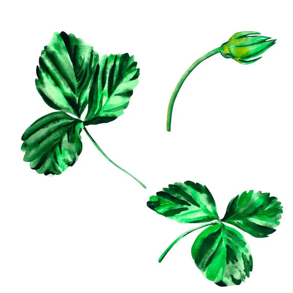 Βικτώρια Βοτανική Απεικόνιση Πράσινων Φύλλων Φράουλας Και Μουστακιού Για Σχέδιό — Φωτογραφία Αρχείου