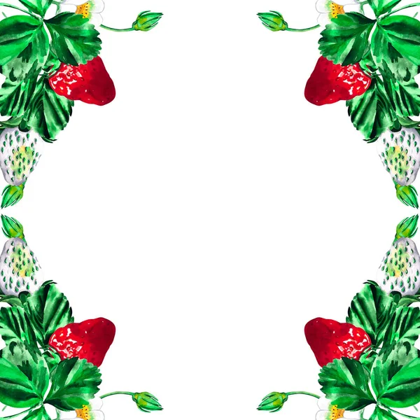 Βατόμουρα Φράουλας Βικτόρια Φύλλα Ζωγραφισμένο Χέρι Ακουαρέλα Βοτανική Φράουλα Θάμνους — Φωτογραφία Αρχείου