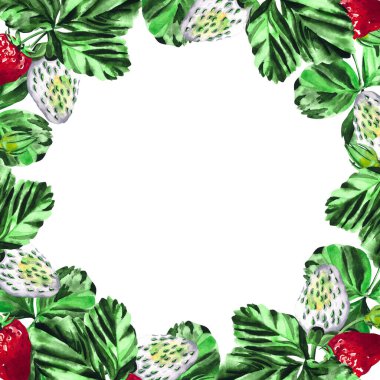 Victorias sepeti. Beyaz arka planda izole edilmiş çileğin suluboya çerçeve botanik çizimi. Tasarımın için..