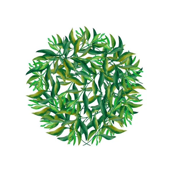 Αφηρημένα Φύλλα Ένας Κύκλος Όμορφων Πράσινων Κλαδιών Διπλωμένος Έναν Κύκλο — Φωτογραφία Αρχείου