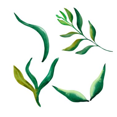 Soyut çiçekler. Basit çiçekler, beyaz bir arka planda taç yaprakları. Tasarımın için elementler.