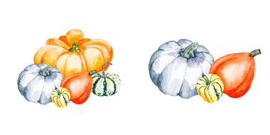 Sebzeler. Balkabağı bileşimi. Beyaz arka planda parlak balkabaklarının suluboya çizimi. Tasarımınız için sebzeli resim.